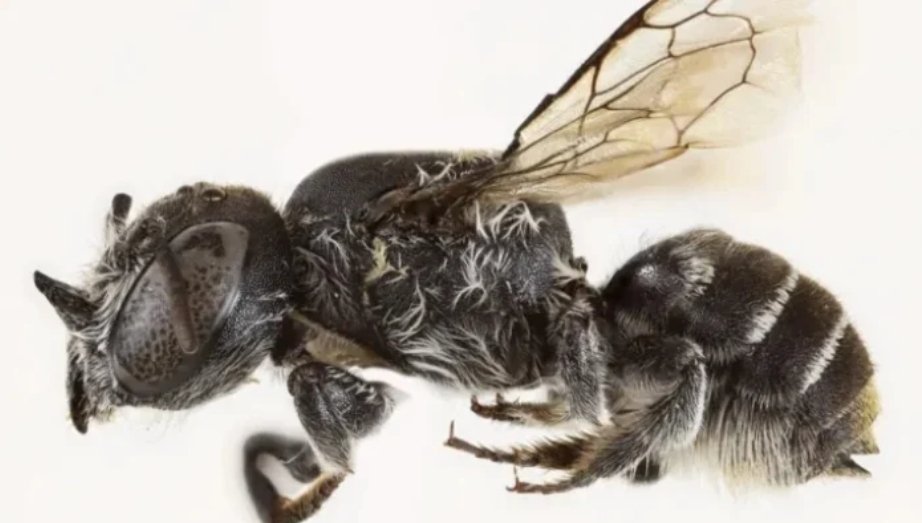 Devil in the beetails: Australian scientists discover new 'lucifer' bee