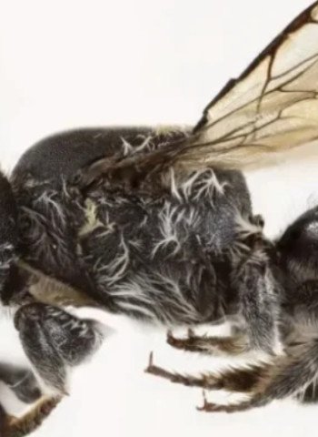 Devil in the beetails: Australian scientists discover new 'lucifer' bee